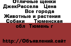 Отличные щенки ДжекРассела › Цена ­ 50 000 - Все города Животные и растения » Собаки   . Тюменская обл.,Тюмень г.